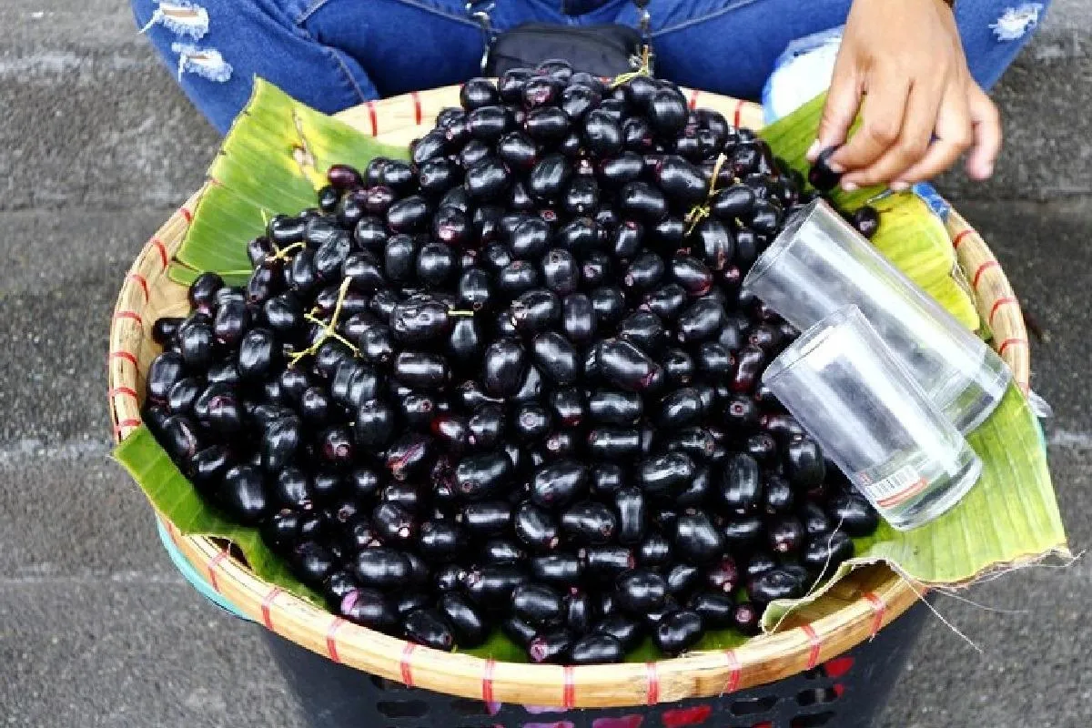 India Exports Fresh Jamun to London First Time