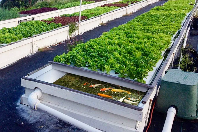 Urban Agriculture
