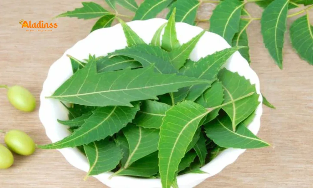 Neem for Acne and Pimples Guide
