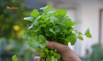 Health Benefits of Coriander Leaves You Must Know