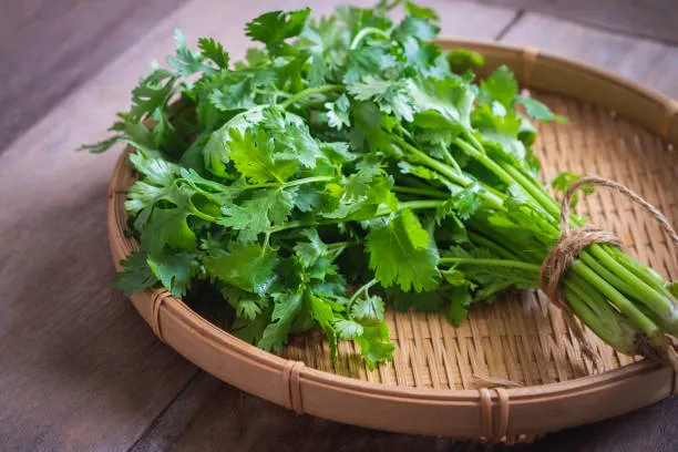 Fresh coriander leaves on a wooden board