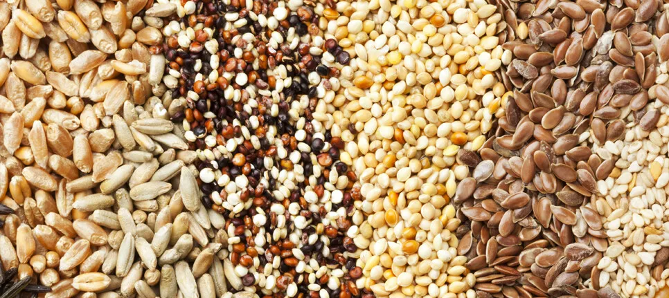 Pumpkin seeds health benefits 2025