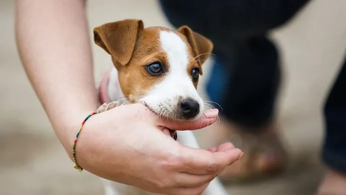 Rabies symptoms after dog bite 2025