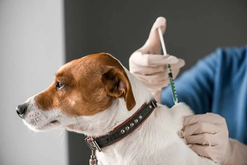 Itching sensation dog bite rabies 2025