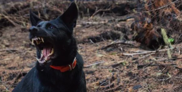 Excessive salivation rabies symptom 2025