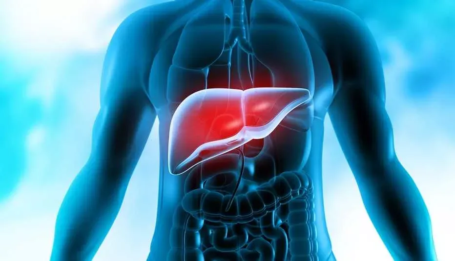 Liver Health After Stopping Alcohol