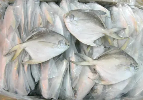 pomfret fish benefits