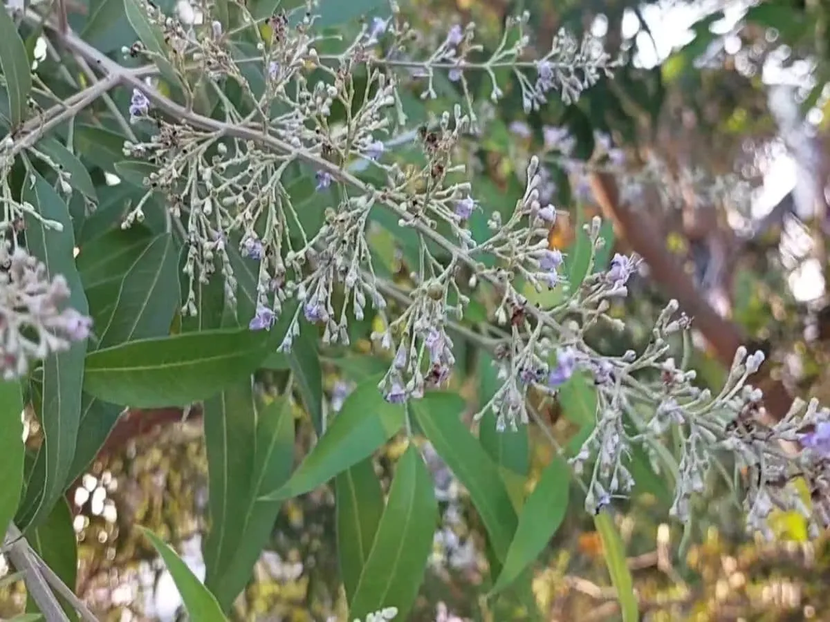 Nochi leaf benefits