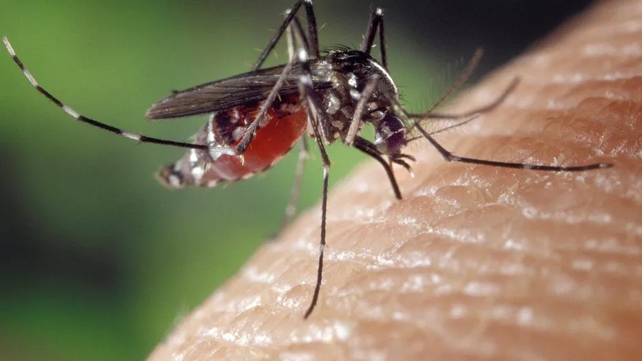 dengue prevention tamil nadu