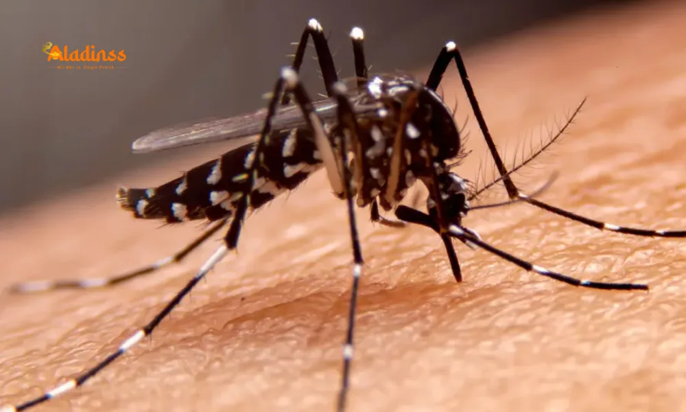 Dengue in Tamil Nadu 2025: Prevention & Symptoms