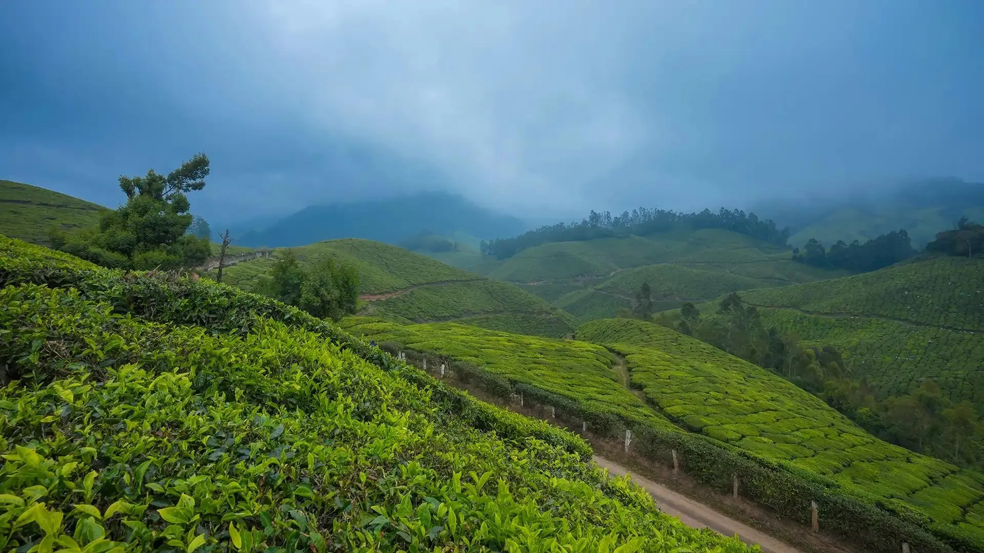 Munnar Tea Plantations