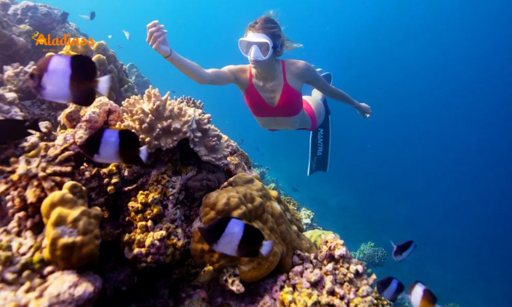 Top 10 House Reefs Maldives