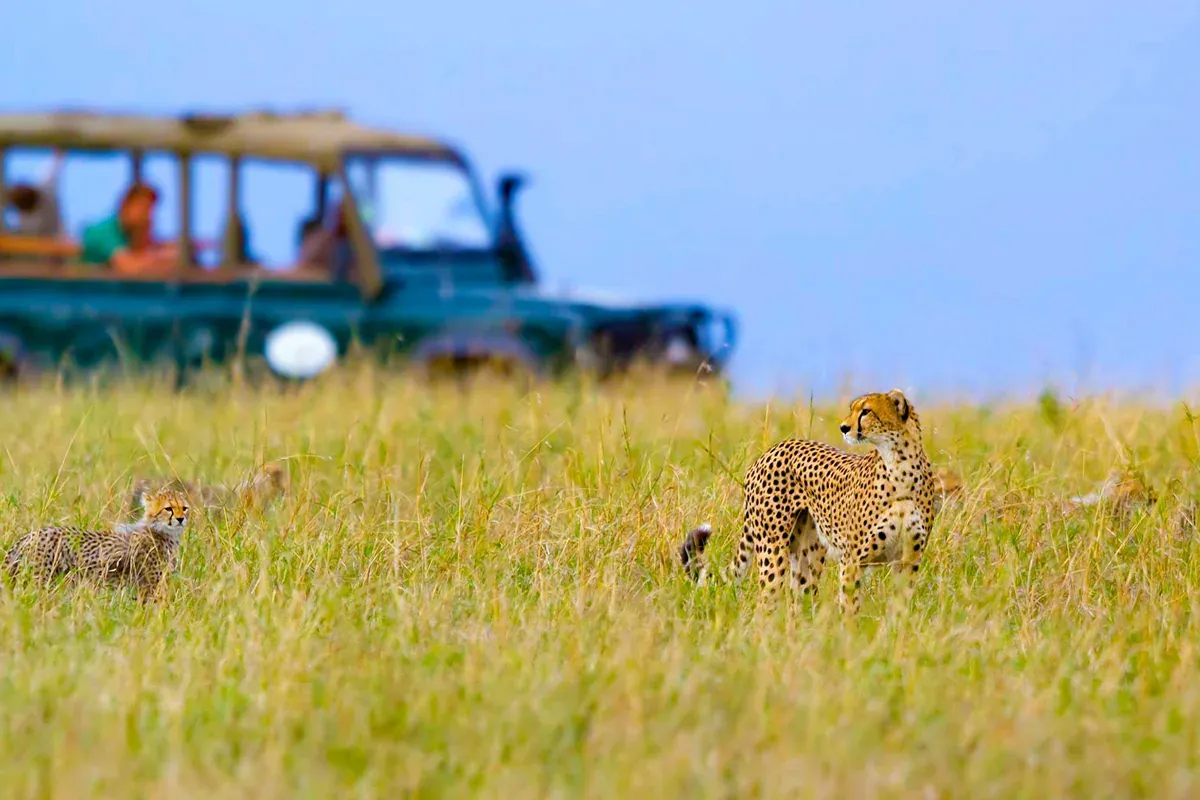 Kuno Cheetah Safari
