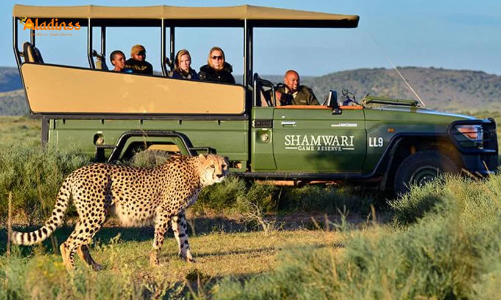 India’s First Cheetah Safari at Kuno National Park – Plan Your Visit Now!