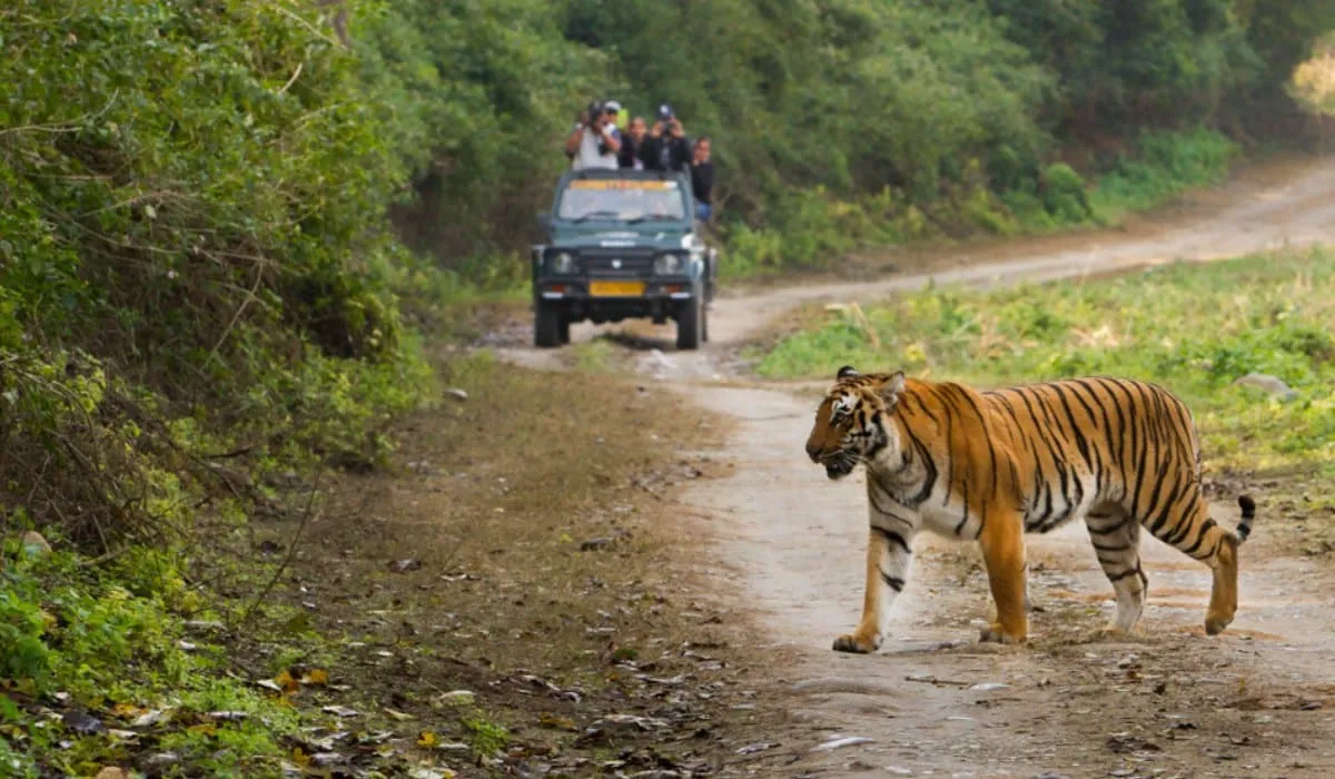 solo trip to India’s national parks