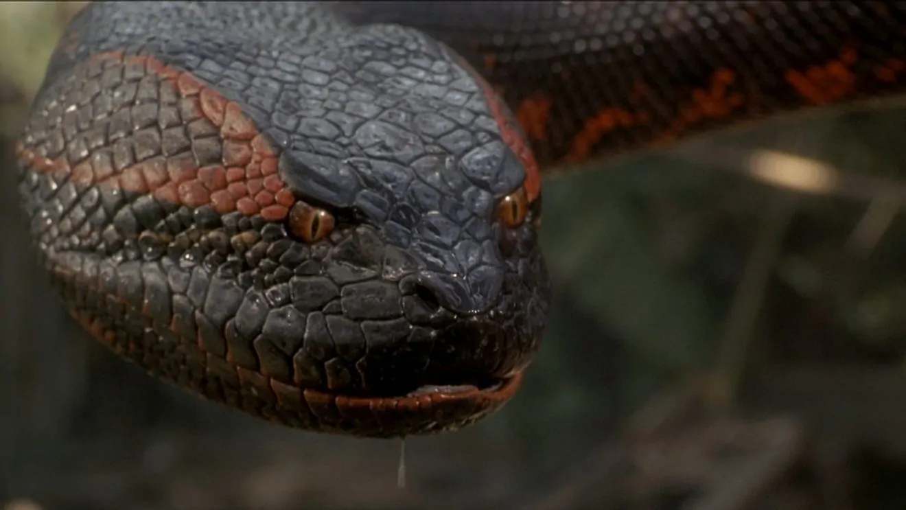 Photo 7 of Anaconda