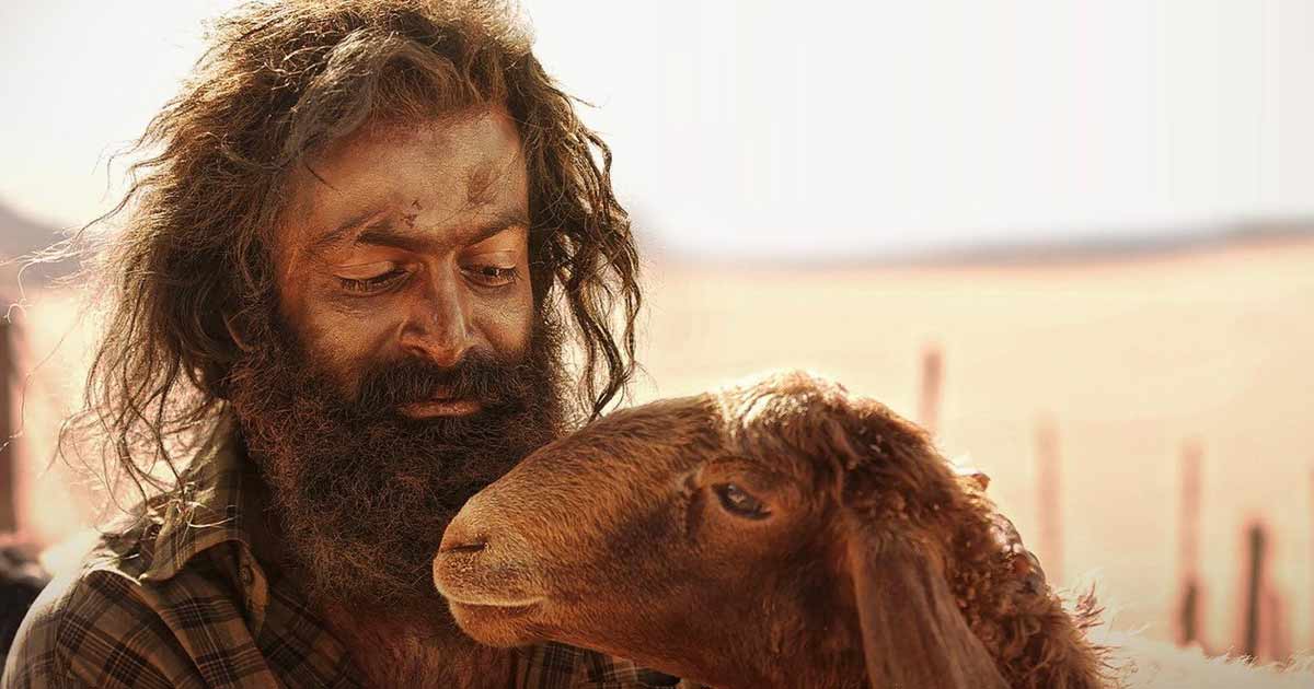 Photo 4 of The Goat Life