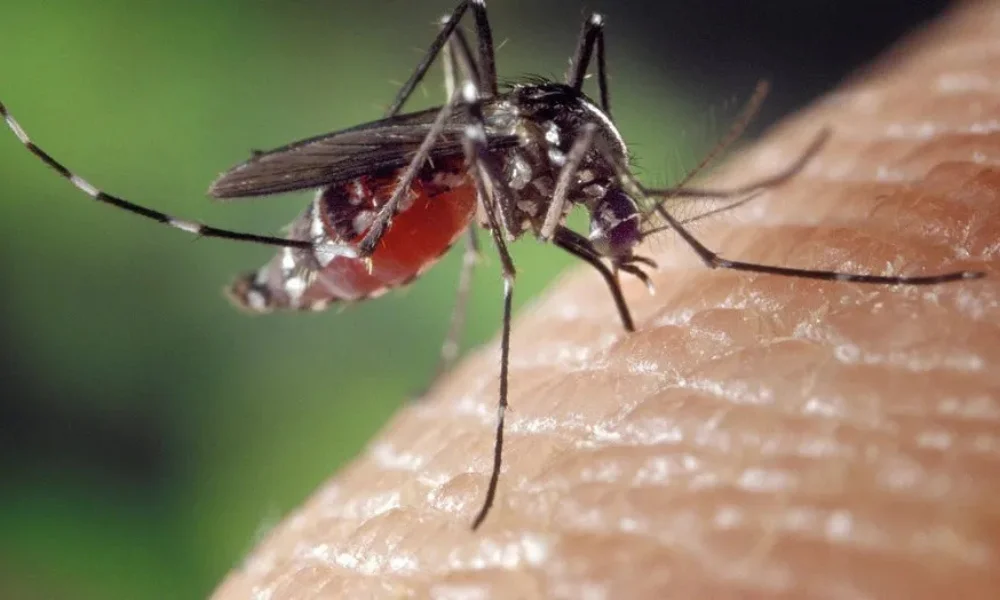 Dengue in Tamil Nadu 2025: Prevention & Symptoms