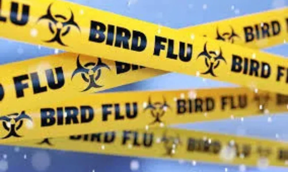 Growing warnings about bird flu