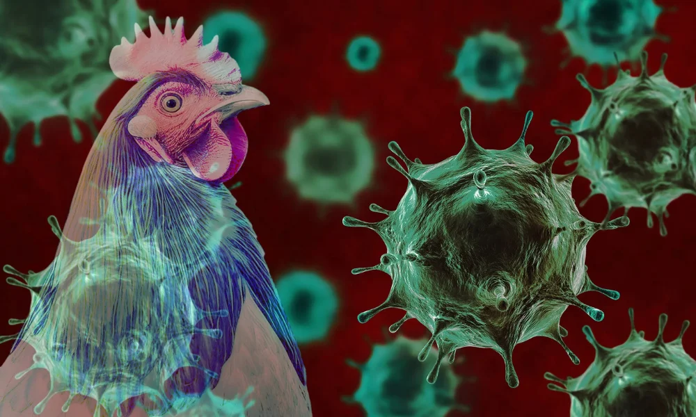 Growing Warnings About Bird Flu as Global Vigilance Weakens