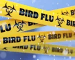 Growing Warnings About Bird Flu as Global Vigilance Weakens