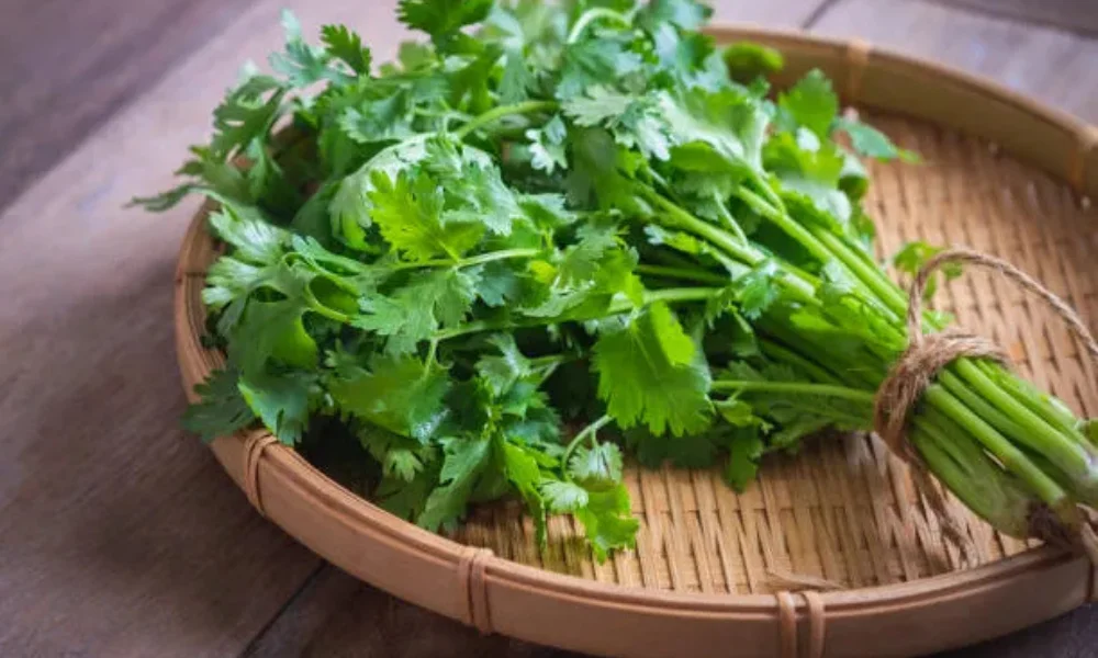 Fresh coriander leaves on a wooden board