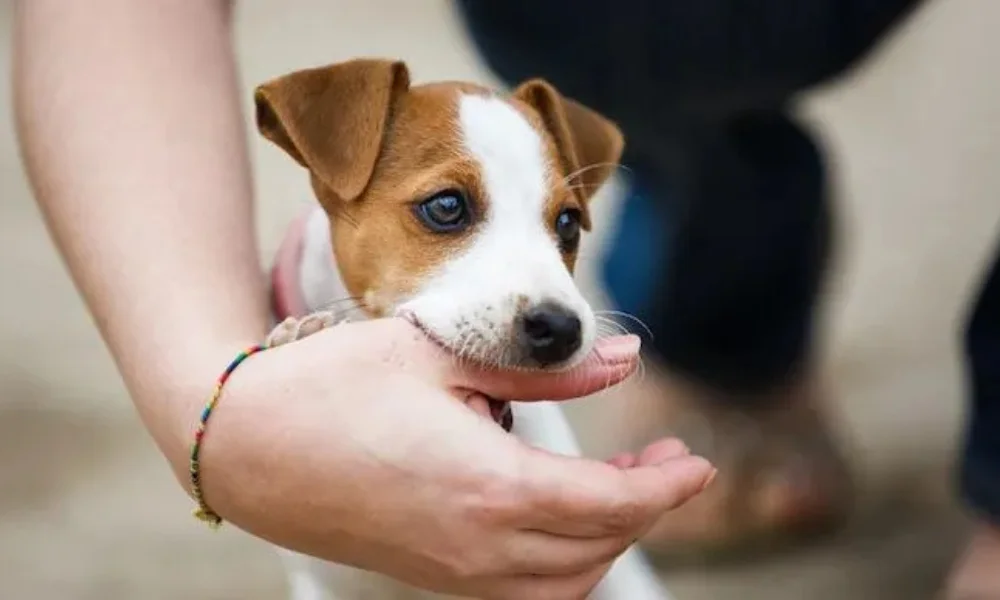 Rabies symptoms after dog bite 2025