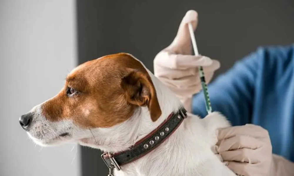 Itching sensation dog bite rabies 2025