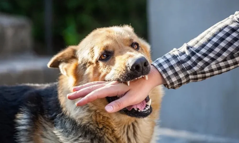 Flu-like symptoms rabies dog bite 2025