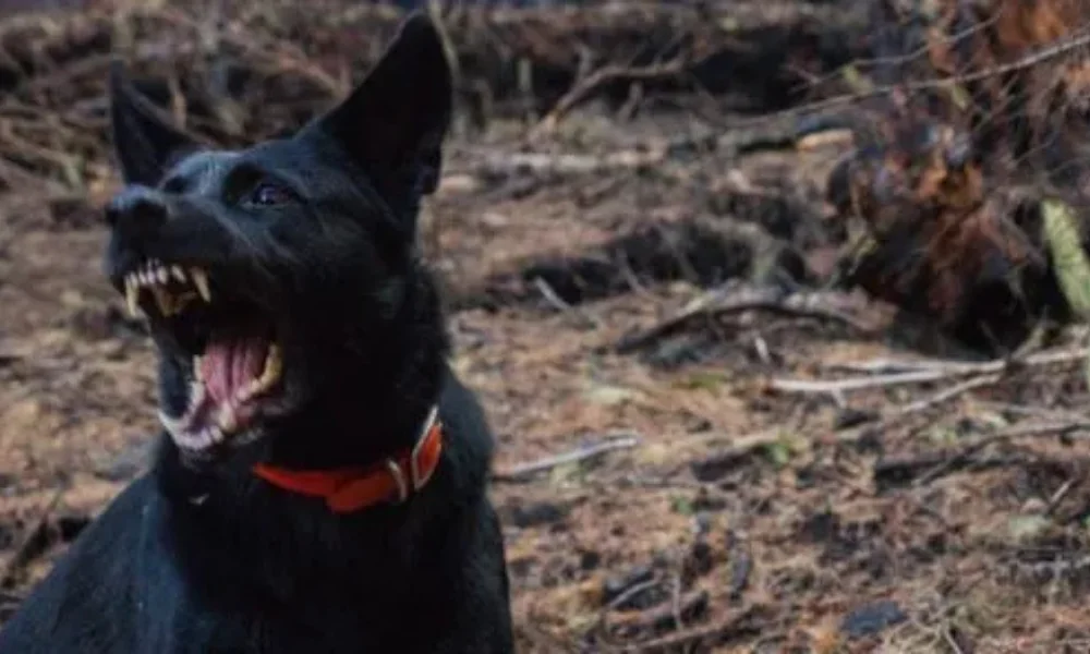Excessive salivation rabies symptom 2025