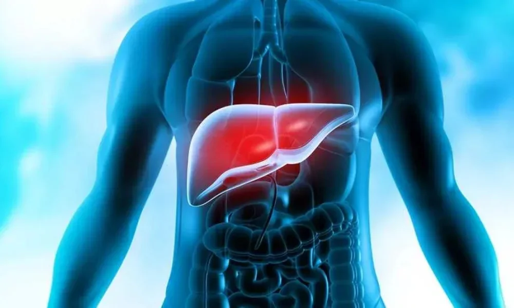 Liver Health After Stopping Alcohol