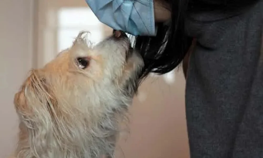Tuberculosis from dogs warning 2025
