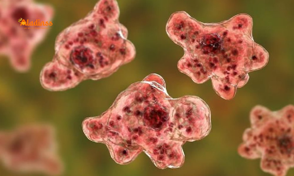 Brain-Eating Amoeba in Kerala: Symptoms, Locations, Minister’s Advisory
