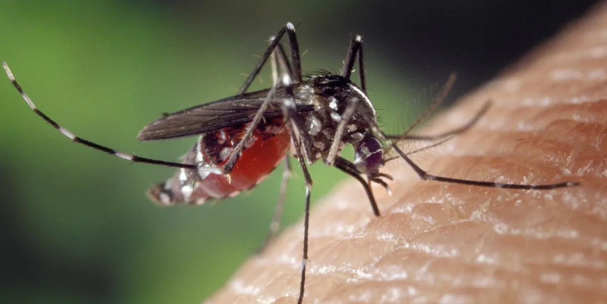 Dengue fever in Tamil Nadu