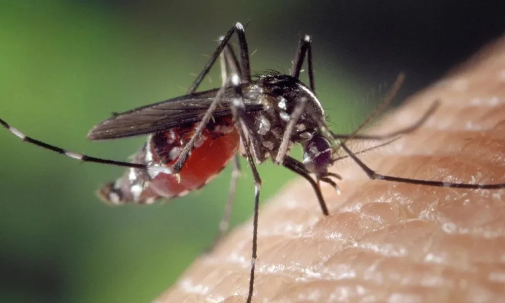 Dengue fever in Tamil Nadu