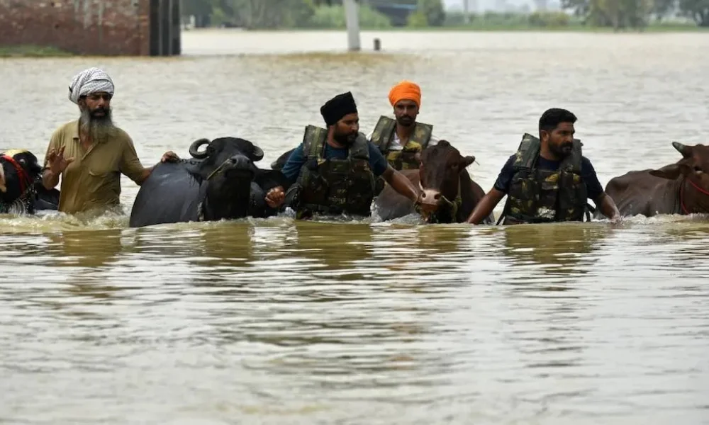 Punjab floods 2025 devastation
