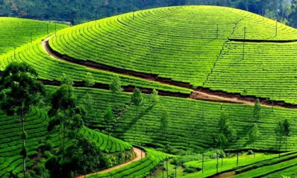 Best Hill Stations Near Bangalore Chennai Mumbai Delhi
