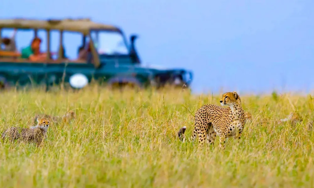 Kuno Cheetah Safari
