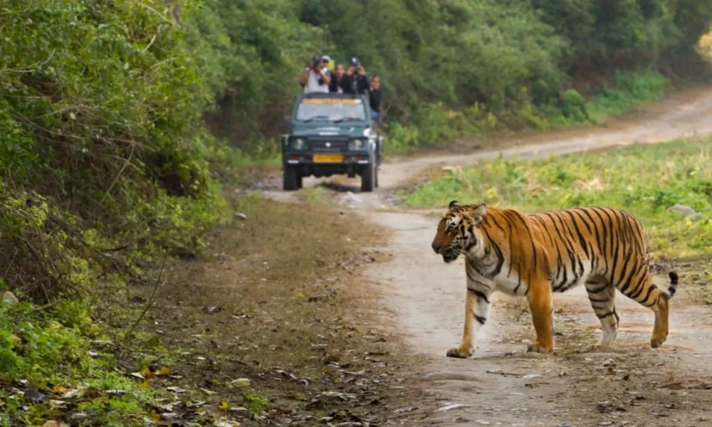 solo trip to India&rsquo;s national parks