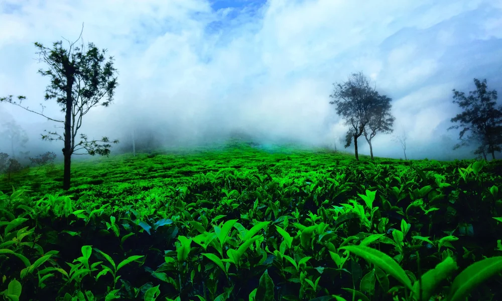 Ooty winter foggy hills