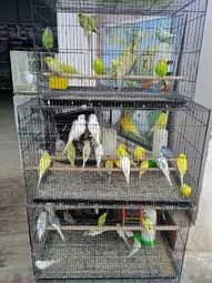 Image of: Mel's Pets Store in Kalakkad, Tamil Nadu – Pet Supplies 2