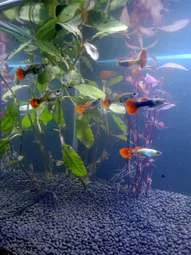 Image of: Mel's Pets Store in Kalakkad, Tamil Nadu – Pet Supplies 7