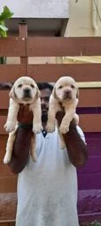 Image of: VINI'S PETS Pet Store in Thoothukudi 3