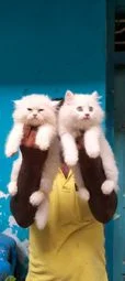 Image of: VINI'S PETS Pet Store in Thoothukudi 4