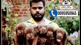Image of: VINI'S PETS Pet Store in Thoothukudi 5