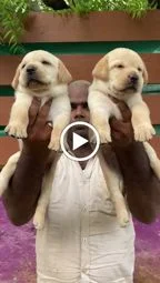 Image of: VINI'S PETS Pet Store in Thoothukudi 7