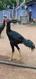 Image of: Aromee Pigeon Loft Pet Store in Vellakalparambu