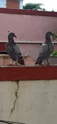 Image of: Aromee Pigeon Loft Pet Store in Vellakalparambu 2