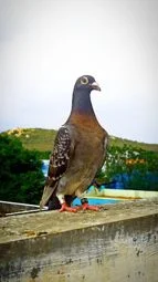 Image of: Aromee Pigeon Loft Pet Store in Vellakalparambu 3