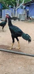 Image of: Aromee Pigeon Loft Pet Store in Vellakalparambu 4
